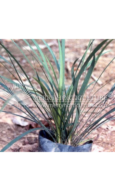 Ophiopogon jaburan